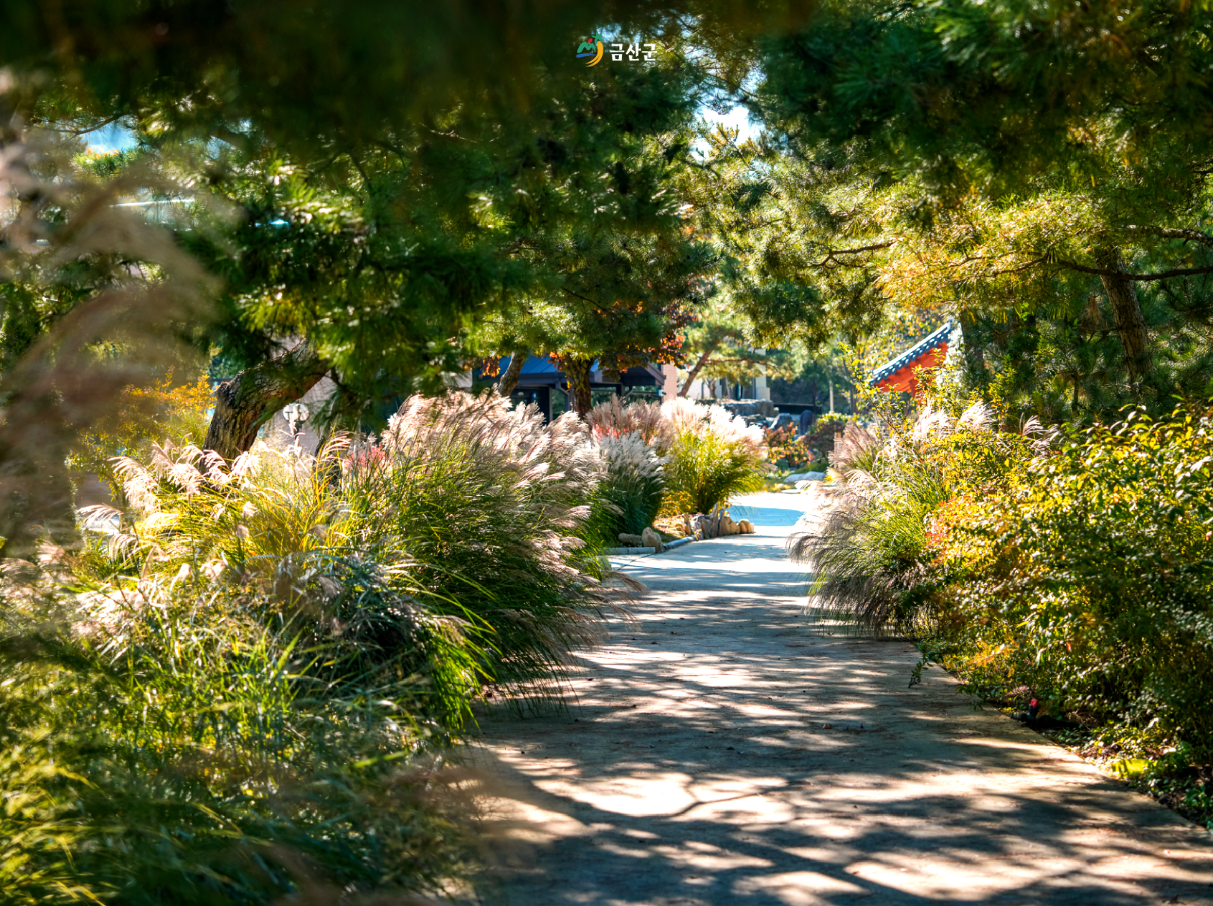 카페 산책로 - 억새와 소나무